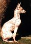 Neznm pes vyfocen v Peru
